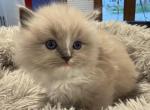 Reigns litter Milwaukee - Ragdoll Kitten For Sale - Milwaukee&comma; WI&comma; US