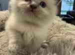 Chloes Litter Milwaukee - Ragdoll Kitten For Sale - Milwaukee&comma; WI&comma; US