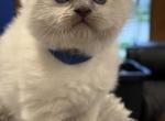Chloes Litter Milwaukee - Ragdoll Kitten For Sale - Milwaukee&comma; WI&comma; US