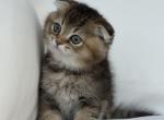 Half and half chinchilla Scottish fold - Scottish Fold Kitten For Sale - 