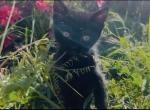 Panther - Domestic Kitten For Adoption - WA&comma; US