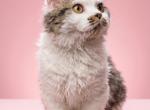 Mia - Munchkin Kitten For Sale - Gilbert&comma; AZ&comma; US