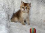 Cute Scottish Straight Male - Scottish Straight Kitten For Sale - Orlando&comma; FL&comma; US