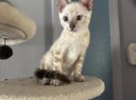 Snow - Bengal Kitten For Sale - Melbourne&comma; FL&comma; US