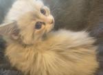 Spring Kittens - Ragdoll Kitten For Sale - Conifer&comma; CO&comma; US