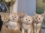 Red cream litter - Maine Coon Kitten For Sale - Hendersonville&comma; TN&comma; US