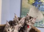 Silver tabby - Maine Coon Kitten For Sale - 