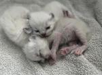 Mistys litter - Ragdoll Kitten For Sale - 