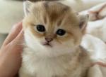 Eleanor - British Shorthair Kitten For Sale - 