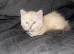 Nans Litter - Ragdoll Kitten For Sale - Spring&comma; TX&comma; US