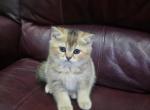 Molly - Scottish Straight Kitten For Sale - Naperville&comma; IL&comma; US