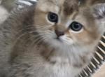 Molly - Scottish Straight Kitten For Sale - Naperville&comma; IL&comma; US