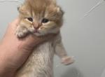 Orange - British Shorthair Kitten For Sale - Englewood&comma; CO&comma; US