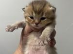 Byron - British Shorthair Kitten For Sale - Englewood&comma; CO&comma; US