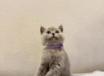 Blue Girl 2 - British Shorthair Kitten For Sale - Fontana&comma; CA&comma; US