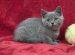 Yellow - British Shorthair Kitten For Sale - Bridgewater&comma; VA&comma; US
