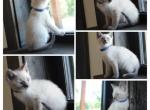 Blue point - Siamese Kitten For Sale - Barnett&comma; MO&comma; US