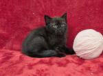 Rose - British Shorthair Kitten For Sale - Bridgewater&comma; VA&comma; US