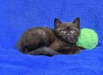Lime - British Shorthair Kitten For Sale - Bridgewater&comma; VA&comma; US
