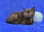 Sky - British Shorthair Kitten For Sale - Bridgewater&comma; VA&comma; US