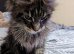Athos - Maine Coon Kitten For Sale - Susanville&comma; CA&comma; US
