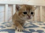 JINU - British Shorthair Kitten For Sale - 