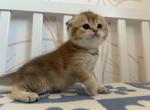 Mino - Scottish Fold Kitten For Sale - San Marcos&comma; CA&comma; US