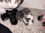 Kitties - Domestic Kitten For Sale - Citrus Heights&comma; CA&comma; US