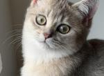 Cedric - British Shorthair Kitten For Sale - Matthews&comma; NC&comma; US