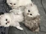 Chicago purrs - Persian Kitten For Sale - Lincolnwood&comma; IL&comma; US