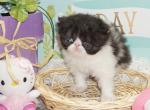 Show Quality Black and White Bi Color male - Persian Kitten For Sale - CA&comma; US