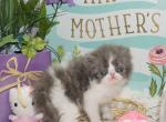 Show Quality Blue and White Bi Color - Persian Kitten For Sale - CA&comma; US