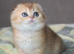 Scottish NOV Pepper - Scottish Fold Kitten For Sale - Brooklyn&comma; NY&comma; US