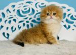 Umi Scottish - Scottish Straight Kitten For Sale - Brooklyn&comma; NY&comma; US