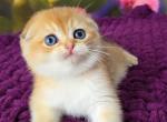 Dinara Scottish - Scottish Fold Kitten For Sale - Brooklyn&comma; NY&comma; US