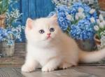 Ustin British - British Shorthair Kitten For Sale - Manorville&comma; NY&comma; US