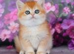 Tosya British - British Shorthair Kitten For Sale - Manorville&comma; NY&comma; US