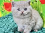 Erika British - British Shorthair Kitten For Sale - Manorville&comma; NY&comma; US