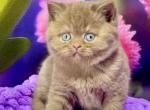 Ellada British - British Shorthair Kitten For Sale - Manorville&comma; NY&comma; US