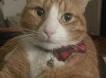 Oliver - Domestic Cat For Adoption - Queens&comma; NY&comma; US