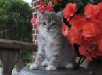 Iyla - Domestic Kitten For Sale - 