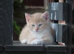 Isaac - Domestic Kitten For Sale - 