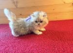 Mandy - Persian Kitten For Sale - 