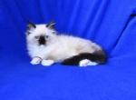 Zesty Kittens - Ragdoll Kitten For Sale - WI&comma; US