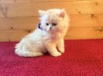 Hilbert - Persian Kitten For Sale - 