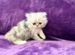 Joy - Persian Kitten For Sale - 