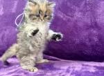 Sheena - Persian Kitten For Sale - 