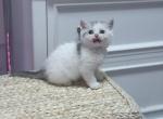 Scottish straight dilute calico girl - Scottish Straight Kitten For Sale - Spokane&comma; WA&comma; US