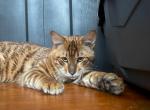 Njord - Toyger Kitten For Sale