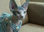 Kleo - Sphynx Kitten For Sale - NC&comma; US